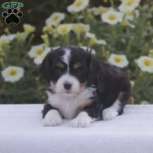 Bella, Cavapoo Puppy
